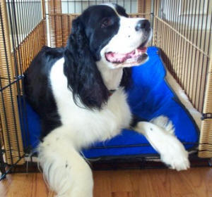 Pet Cooling Mats